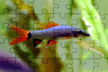 Raimbow shark jigsaw puzzle