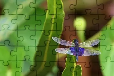 Rhyothemis semihyalina jigsaw puzzle