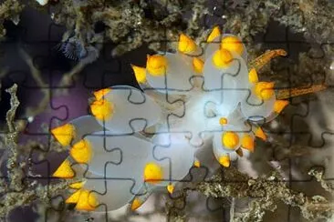 Eubranchus farrani jigsaw puzzle