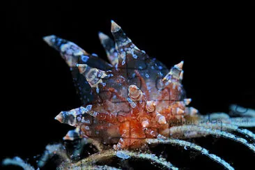 Eubranchus ocellatus jigsaw puzzle