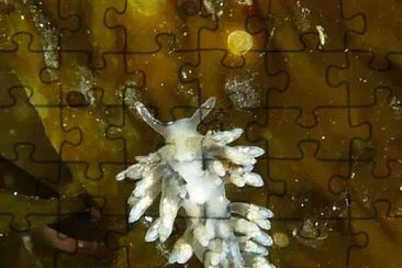 Eubranchus rupium jigsaw puzzle