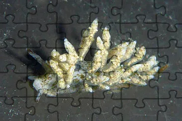 Eubranchus rustys jigsaw puzzle