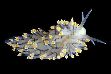 Eubranchus tricolor jigsaw puzzle