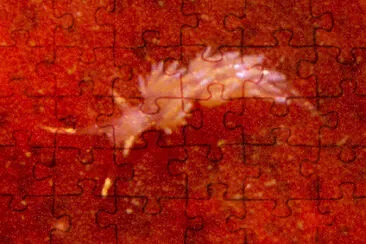 Facelina annulicornis jigsaw puzzle