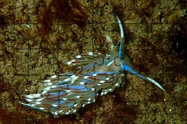 Facelina auriculata jigsaw puzzle