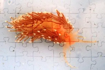 Facelina bostoiensis jigsaw puzzle