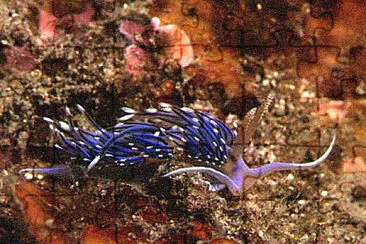 פאזל של Facelina coronata