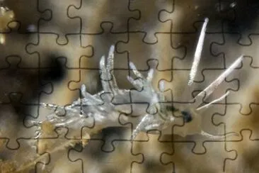 Facelina dubia jigsaw puzzle