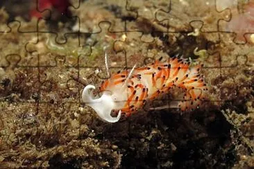 Facelina quatrefagesi
