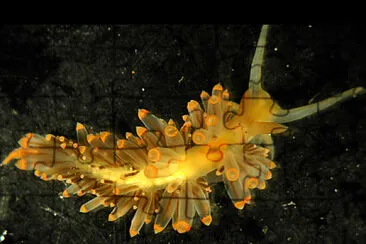 Facelina rhodopos jigsaw puzzle