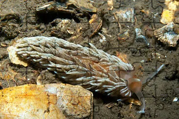 Aeolidiella glauca
