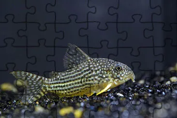 Corydoras sterbai jigsaw puzzle