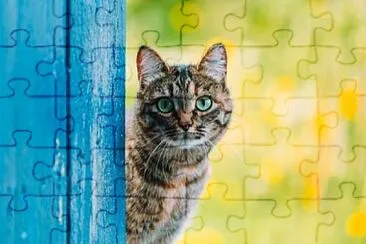 GATITOS