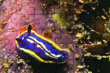 Felimare bilineata jigsaw puzzle