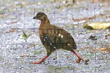 Pernice dal pettorosso
