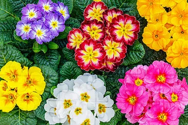 PRIMAVERA jigsaw puzzle