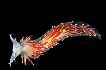 Flabellina browni jigsaw puzzle