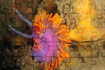 Flabellina iodinea