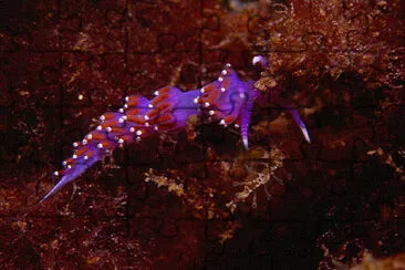 Flabellina ischitana