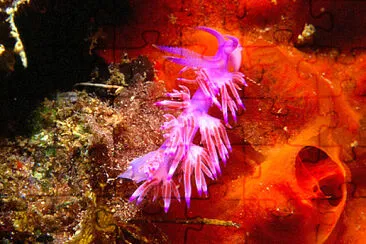 Flabellina rosa jigsaw puzzle