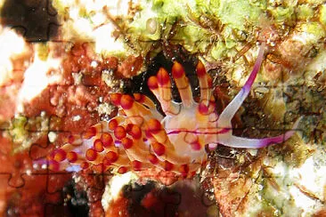 Flabellina nubrolineata jigsaw puzzle