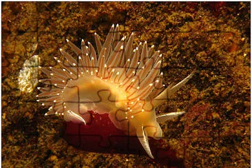 Flabellina trophina jigsaw puzzle