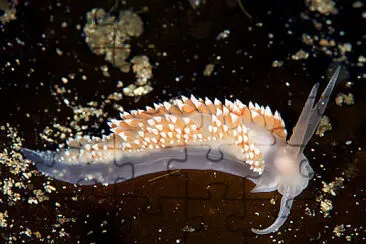 Flabellina verrucosa jigsaw puzzle