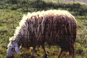 Garessina