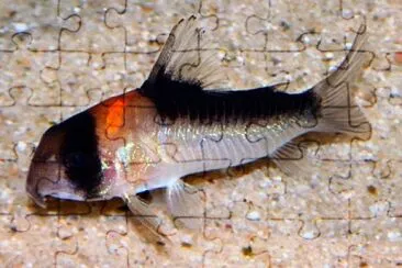 Corydoras adolfoi jigsaw puzzle