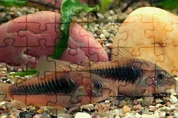 Corydoras aeneus jigsaw puzzle