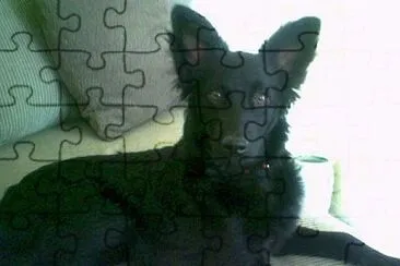 Schipperpoo