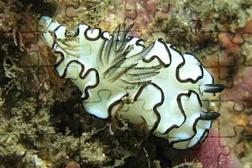 Glossodoris astromarginata jigsaw puzzle