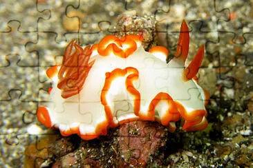 Glossodoris averni