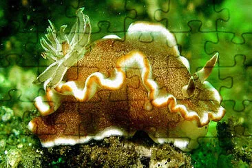 Glossodoris rufomarginata jigsaw puzzle