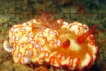 Glossodoris symmetricus jigsaw puzzle