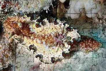 Glossodoris andersonae jigsaw puzzle