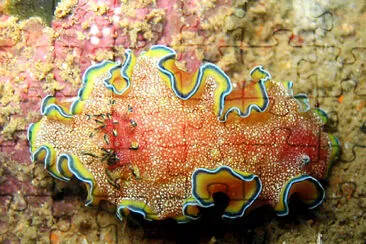 Glossodoris cincta jigsaw puzzle