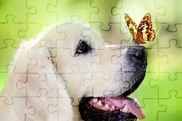ASOMBRADO !!! jigsaw puzzle