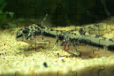 Corydoras habrosus jigsaw puzzle