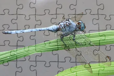 Orthetrum brachiale jigsaw puzzle