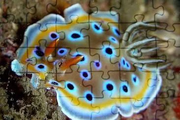 Goniobranchus geminus jigsaw puzzle