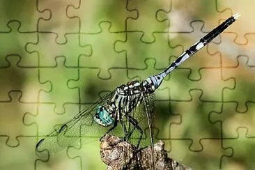 Orthetrum stemmale jigsaw puzzle
