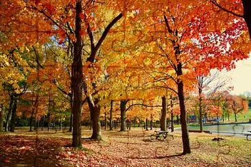 naturaleza jigsaw puzzle