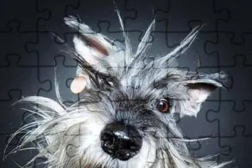 CHISPA jigsaw puzzle
