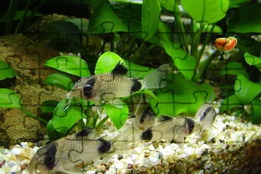 Corydoras panda