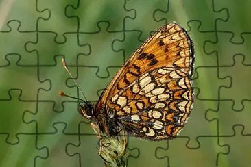 Melitaea britomartis