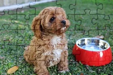 Cavoodle jigsaw puzzle