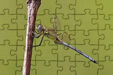 Orthetrum icteromelas jigsaw puzzle