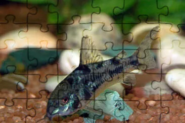 Corydoras paleatus