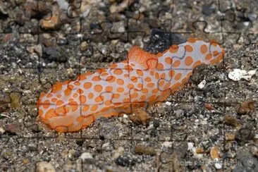 Gimnodoris rubropapulosa jigsaw puzzle